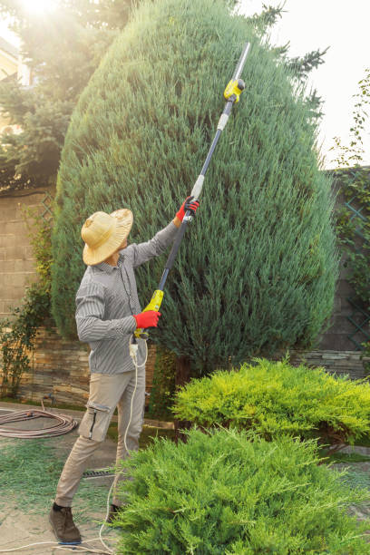 Professional Tree Removal and Landscaping Services in Sea Bright, NJ